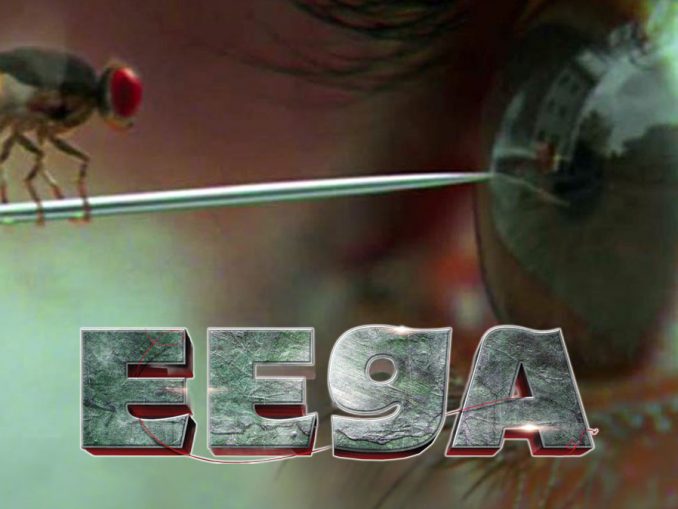 Eega mouche vengeresse